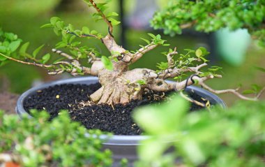 Ayrıntılı olarak Bonsai Ağacı ve kapatın