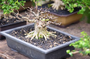 Ayrıntılı olarak Bonsai Ağacı ve kapatın