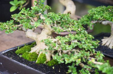 Ayrıntılı olarak Bonsai Ağacı ve kapatın