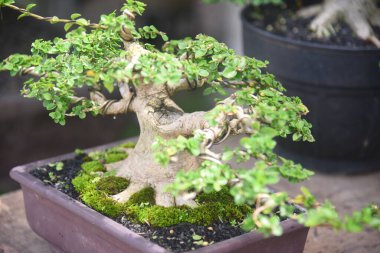 Ayrıntılı olarak Bonsai Ağacı ve kapatın