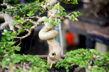 Ayrıntılı olarak Bonsai Ağacı ve kapatın