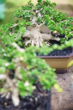 Ayrıntılı olarak Bonsai Ağacı ve kapatın