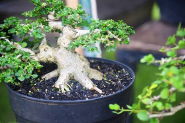 Ayrıntılı olarak Bonsai Ağacı ve kapatın