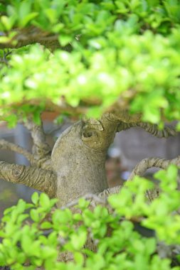 Ayrıntılı olarak Bonsai Ağacı ve kapatın