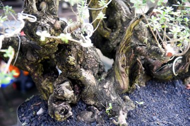 Ayrıntılı olarak Bonsai Ağacı ve kapatın