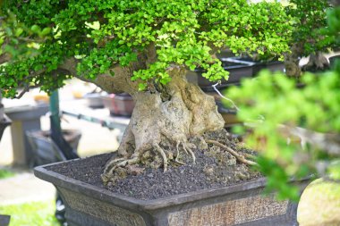 Ayrıntılı olarak Bonsai Ağacı ve kapatın