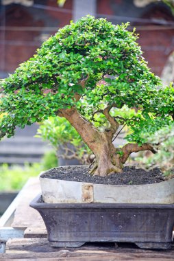 Ayrıntılı olarak Bonsai Ağacı ve kapatın