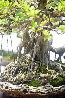 Ayrıntılı olarak Bonsai Ağacı ve kapatın