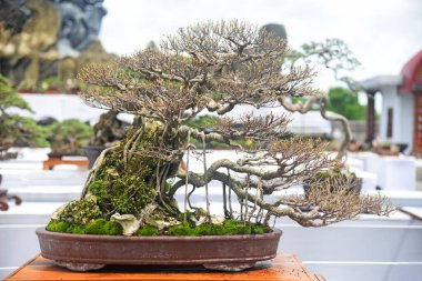 Ayrıntılı olarak Bonsai Ağacı ve kapatın