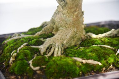 Ayrıntılı olarak Bonsai Ağacı ve kapatın