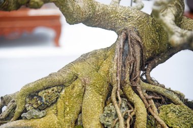 Ayrıntılı olarak Bonsai Ağacı ve kapatın