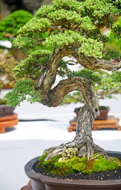 Ayrıntılı olarak Bonsai Ağacı ve kapatın