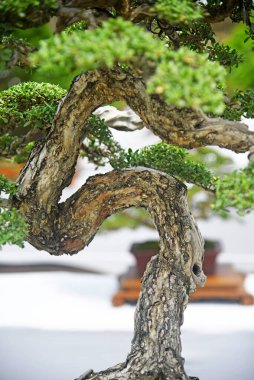 Ayrıntılı olarak Bonsai Ağacı ve kapatın