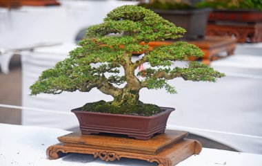 Ayrıntılı olarak Bonsai Ağacı ve kapatın