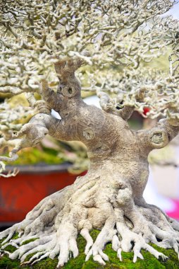 Ayrıntılı olarak Bonsai Ağacı ve kapatın
