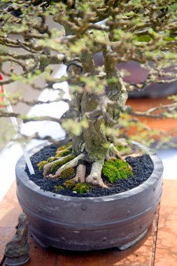 Ayrıntılı olarak Bonsai Ağacı ve kapatın