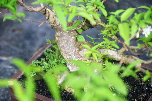 Ayrıntılı olarak Bonsai Ağacı ve kapatın