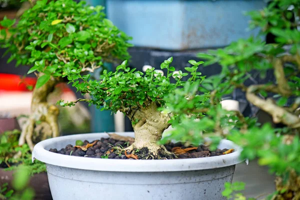 Ayrıntılı olarak Bonsai Ağacı ve kapatın