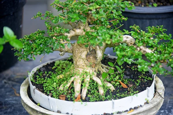 Ayrıntılı olarak Bonsai Ağacı ve kapatın