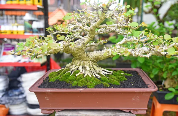 Ayrıntılı olarak Bonsai Ağacı ve kapatın
