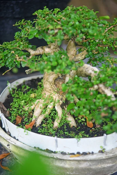 Ayrıntılı olarak Bonsai Ağacı ve kapatın