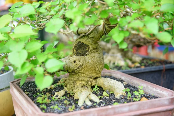 Ayrıntılı olarak Bonsai Ağacı ve kapatın