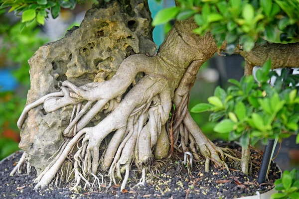 Ayrıntılı olarak Bonsai Ağacı ve kapatın