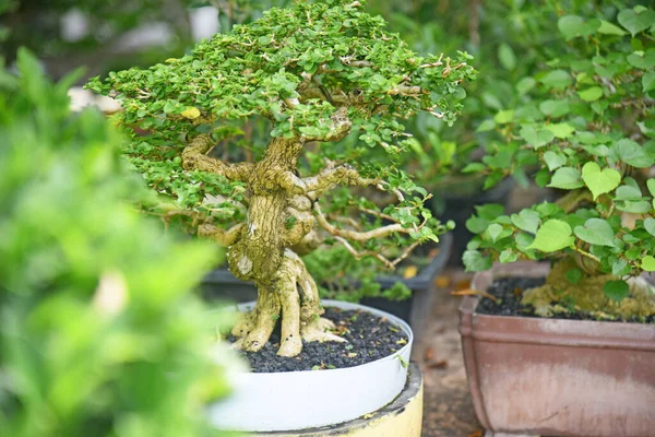 Ayrıntılı olarak Bonsai Ağacı ve kapatın