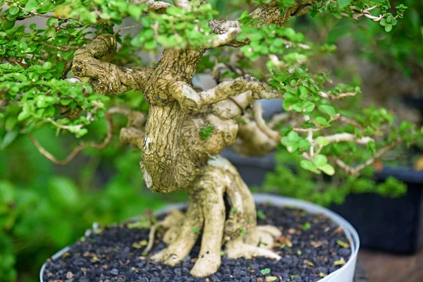 Ayrıntılı olarak Bonsai Ağacı ve kapatın