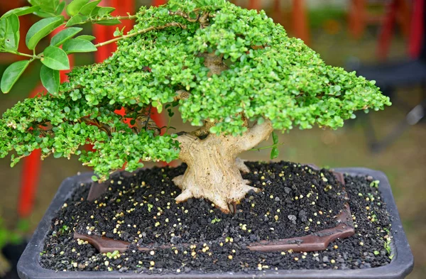 Ayrıntılı olarak Bonsai Ağacı ve kapatın