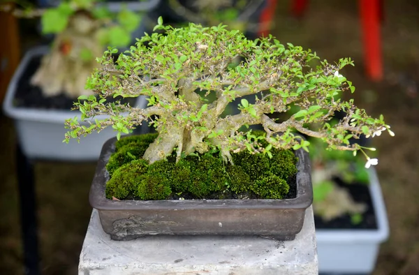 Ayrıntılı olarak Bonsai Ağacı ve kapatın
