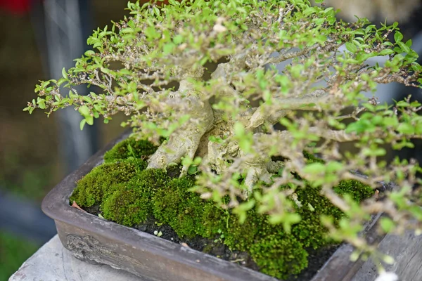 Ayrıntılı olarak Bonsai Ağacı ve kapatın