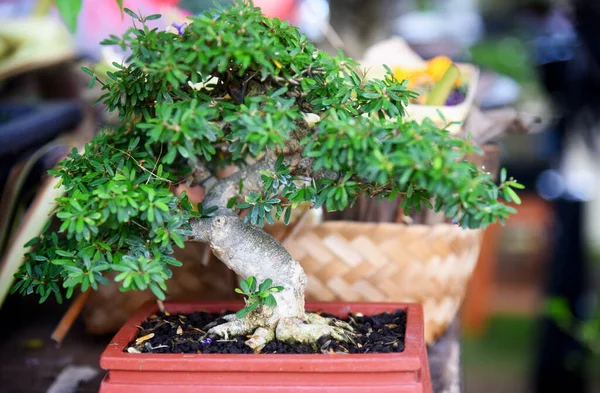 Ayrıntılı olarak Bonsai Ağacı ve kapatın