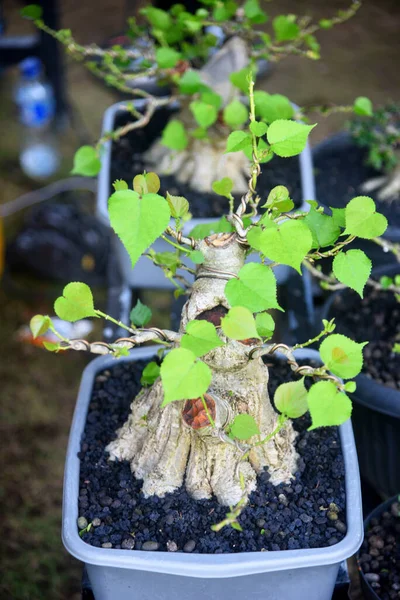Ayrıntılı olarak Bonsai Ağacı ve kapatın