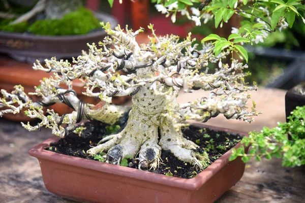 Ayrıntılı olarak Bonsai Ağacı ve kapatın
