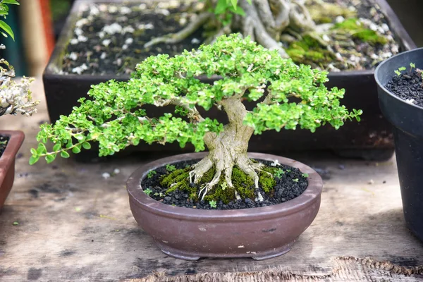 Ayrıntılı olarak Bonsai Ağacı ve kapatın