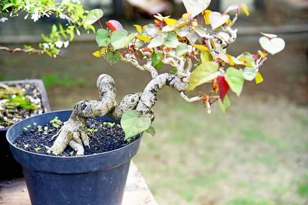Ayrıntılı olarak Bonsai Ağacı ve kapatın