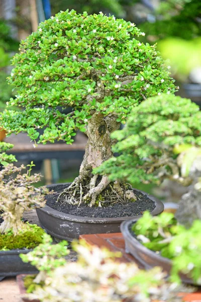 Ayrıntılı olarak Bonsai Ağacı ve kapatın