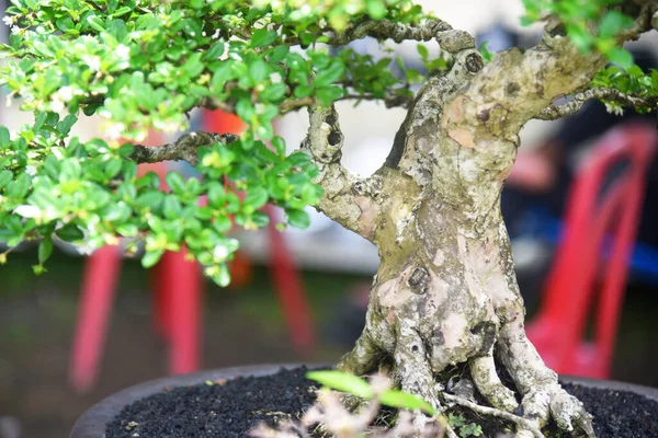 Ayrıntılı olarak Bonsai Ağacı ve kapatın
