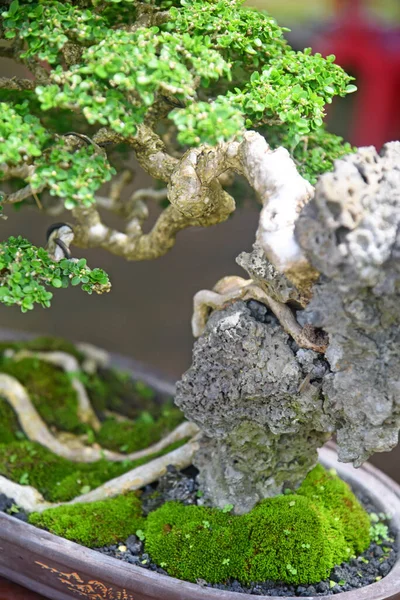 Ayrıntılı olarak Bonsai Ağacı ve kapatın