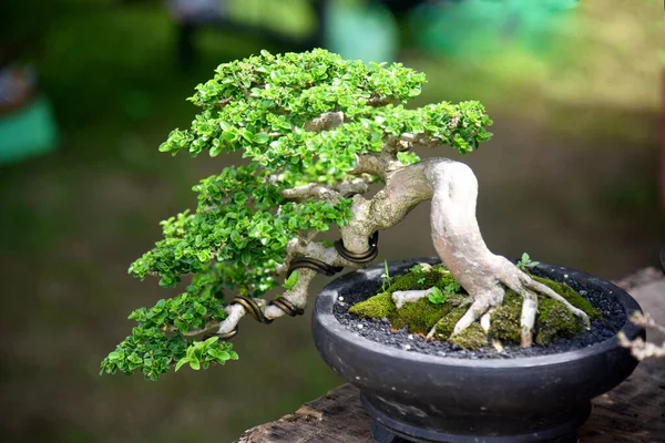 Ayrıntılı olarak Bonsai Ağacı ve kapatın