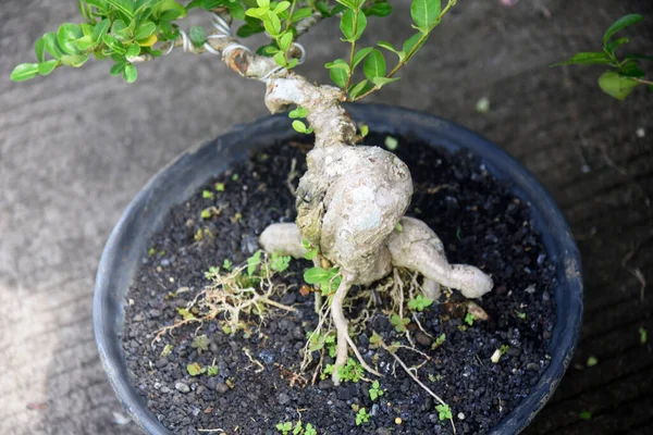 Ayrıntılı olarak Bonsai Ağacı ve kapatın