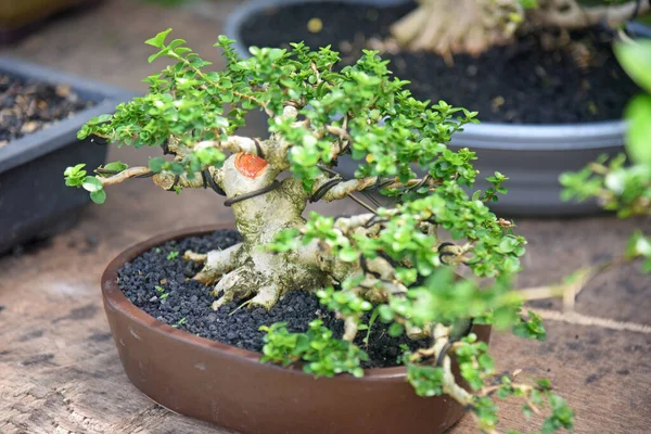 Ayrıntılı olarak Bonsai Ağacı ve kapatın