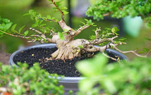 Ayrıntılı olarak Bonsai Ağacı ve kapatın