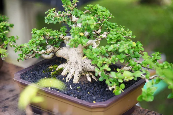 Ayrıntılı olarak Bonsai Ağacı ve kapatın