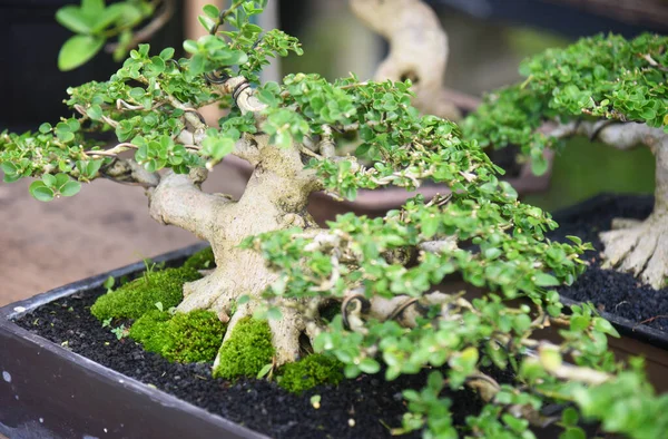 Ayrıntılı olarak Bonsai Ağacı ve kapatın