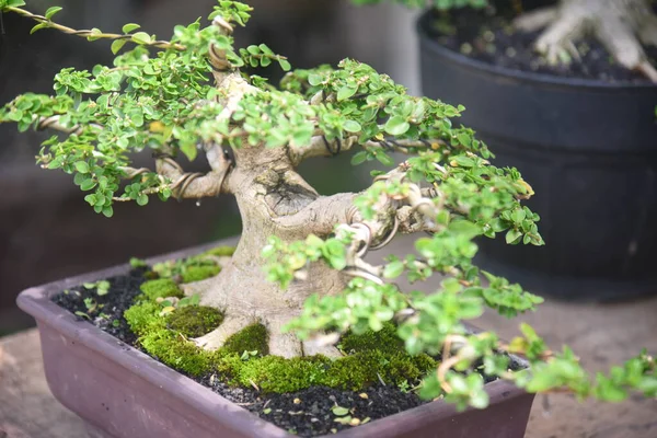 Ayrıntılı olarak Bonsai Ağacı ve kapatın
