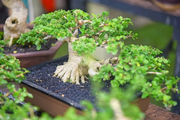 Ayrıntılı olarak Bonsai Ağacı ve kapatın