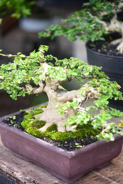 Ayrıntılı olarak Bonsai Ağacı ve kapatın