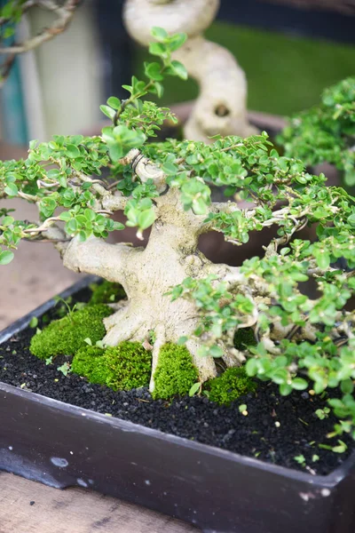 Ayrıntılı olarak Bonsai Ağacı ve kapatın
